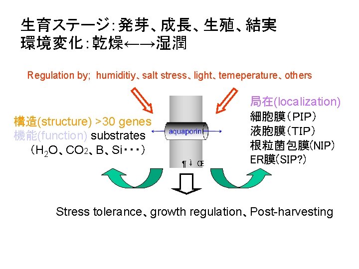 生育ステージ：発芽、成長、生殖、結実 環境変化：乾燥←→湿潤 Regulation by; humiditiy、salt stress、light、temeperature、others 構造(structure) >30 genes 機能(function) substrates　 　　（H 2 O、CO