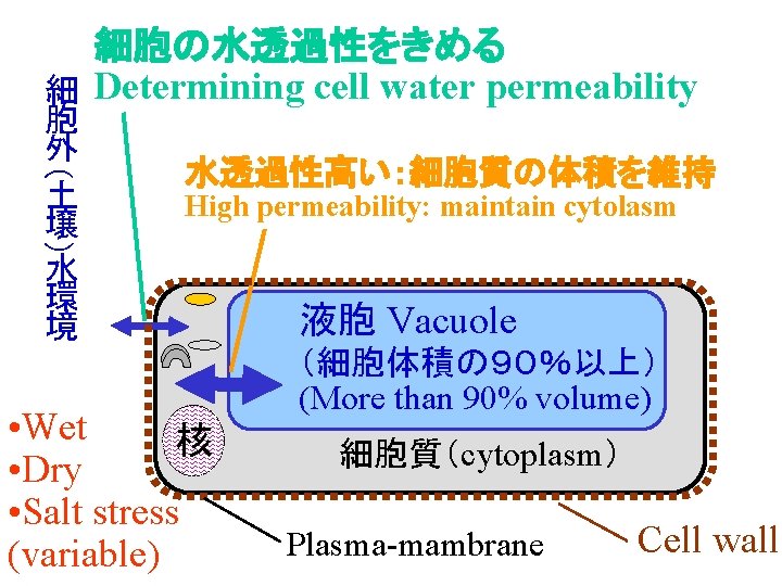 細胞の水透過性をきめる 細 Determining cell water permeability （ 胞 外 土 壌 水 環 境