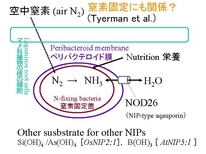 空中窒素 (air N 2) 窒素固定にも関係？ (Tyerman et al. ） Leguminos root cells マ メ