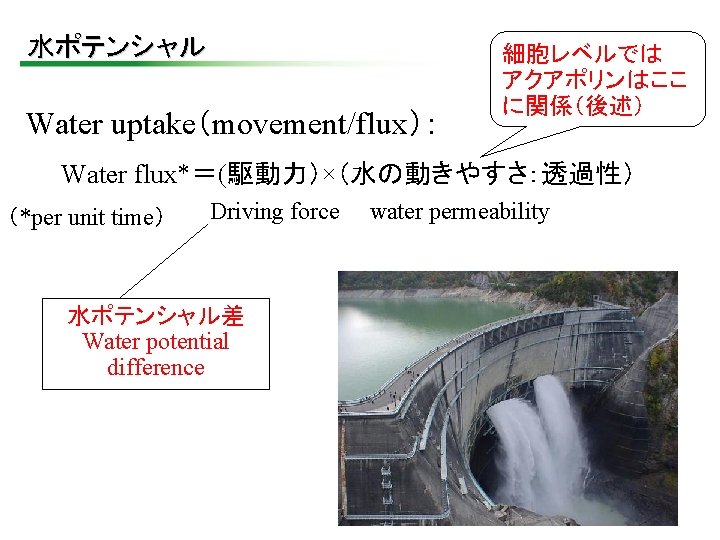 水ポテンシャル Water uptake（movement/flux）： 細胞レベルでは アクアポリンはここ に関係（後述） Water flux*＝(駆動力）×（水の動きやすさ：透過性） （*per unit time） Driving force 水ポテンシャル差