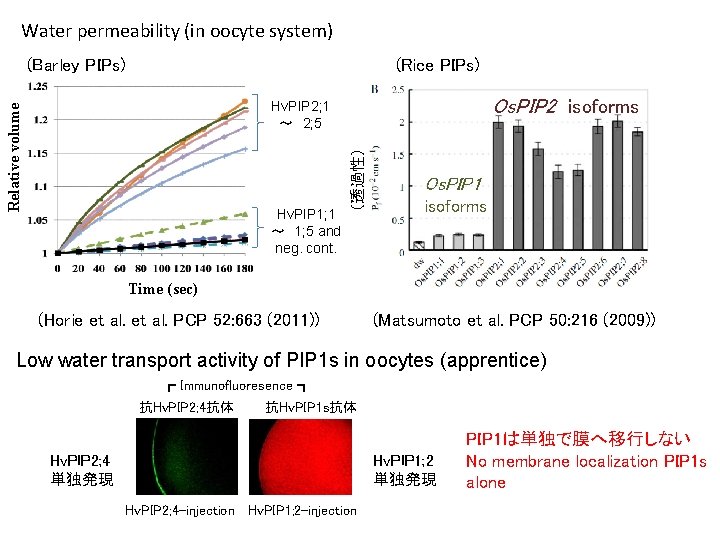 Water permeability (in oocyte system) (Barley PIPs) (Rice PIPs) Os. PIP 2　isoforms Hv. PIP