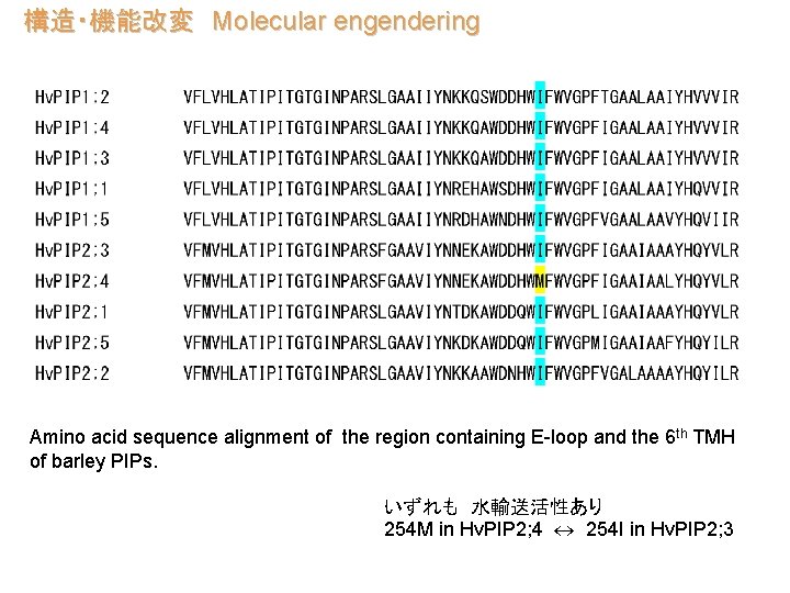 構造・機能改変　Molecular engendering Amino acid sequence alignment of the region containing E-loop and the 6