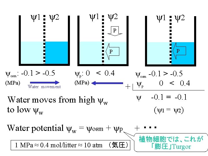 ψ1 ψ2 P P P ψosm: -0. 1 > -0. 5 ψp: 0 <