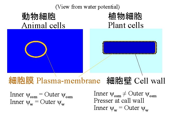 (View from water potential) 動物細胞 Animal cells 植物細胞 Plant cells 細胞膜 Plasma-membrane 細胞壁 Cell