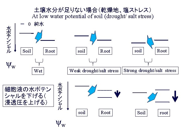 土壌水分が足りない場合（乾燥地、塩ストレス） At low water potential of soil (drought/ salt stress) 水 ポ テ ン