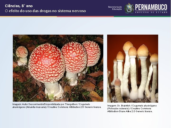 Ciências, 8° ano O efeito do uso das drogas no sistema nervoso Imagem: Autor