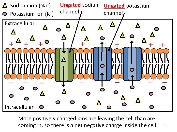 Sodium ion (Na+) Potassium ion (K+) Ungated sodium Ungated potassium channel Extracellular + +