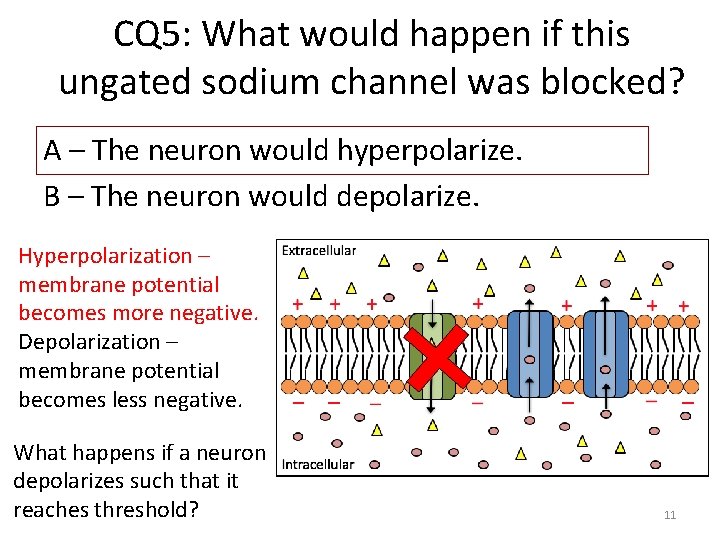 CQ 5: What would happen if this ungated sodium channel was blocked? A –