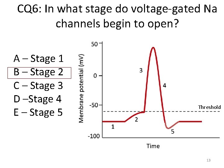 CQ 6: In what stage do voltage-gated Na channels begin to open? A –