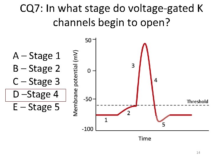 CQ 7: In what stage do voltage-gated K channels begin to open? A –