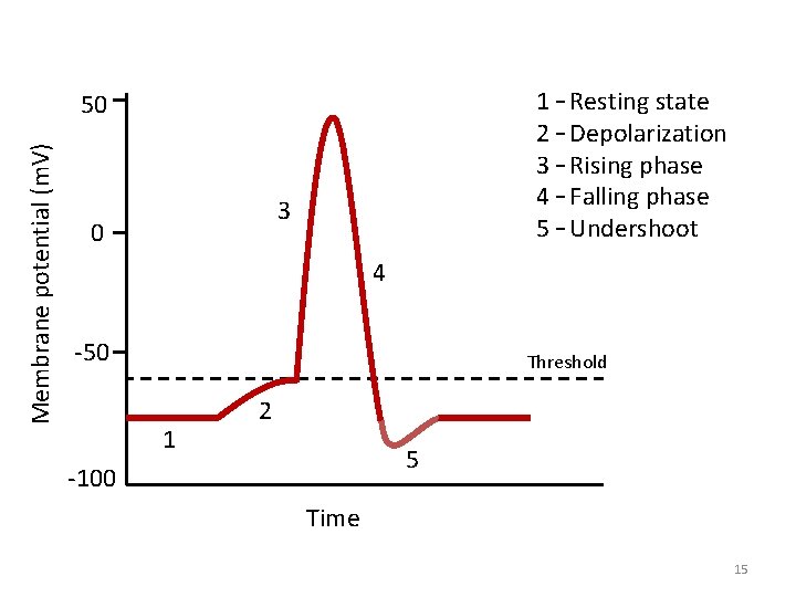 1 – Resting state 2 – Depolarization 3 – Rising phase 4 – Falling
