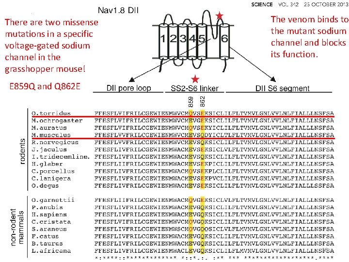 There are two missense mutations in a specific voltage-gated sodium channel in the grasshopper