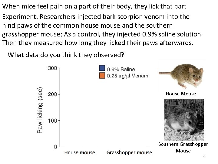 When mice feel pain on a part of their body, they lick that part