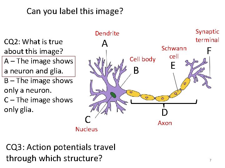 Can you label this image? CQ 2: What is true about this image? A