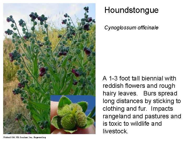 Houndstongue Cynoglossum officinale A 1 -3 foot tall biennial with reddish flowers and rough