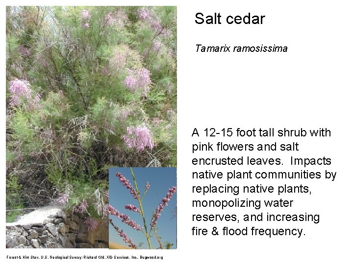Salt cedar Tamarix ramosissima A 12 -15 foot tall shrub with pink flowers and