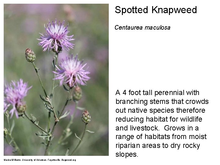 Spotted Knapweed Centaurea maculosa A 4 foot tall perennial with branching stems that crowds