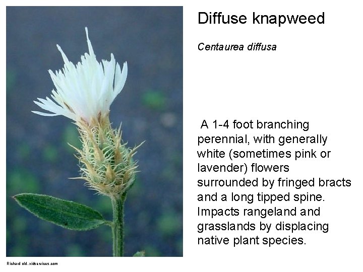 Diffuse knapweed Centaurea diffusa A 1 -4 foot branching perennial, with generally white (sometimes