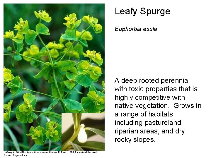 Leafy Spurge Euphorbia esula A deep rooted perennial with toxic properties that is highly