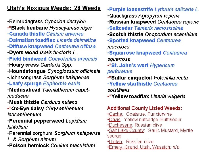 Utah’s Noxious Weeds: 28 Weeds • Bermudagrass Cynodon dactylon • *Black henbane Hyoscyamus niger