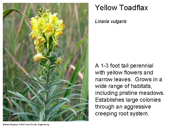 Yellow Toadflax Linaria vulgaris A 1 -3 foot tall perennial with yellow flowers and