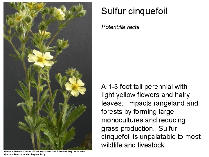 Sulfur cinquefoil Potentilla recta A 1 -3 foot tall perennial with light yellow flowers
