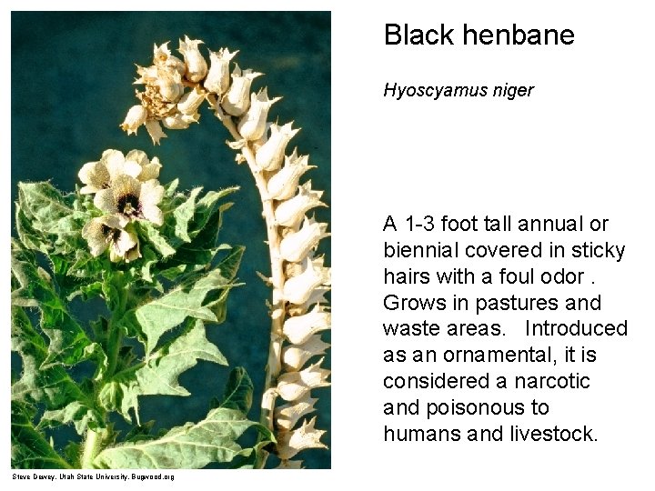 Black henbane Hyoscyamus niger A 1 -3 foot tall annual or biennial covered in