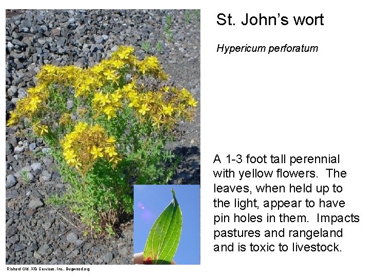 St. John’s wort Hypericum perforatum A 1 -3 foot tall perennial with yellow flowers.