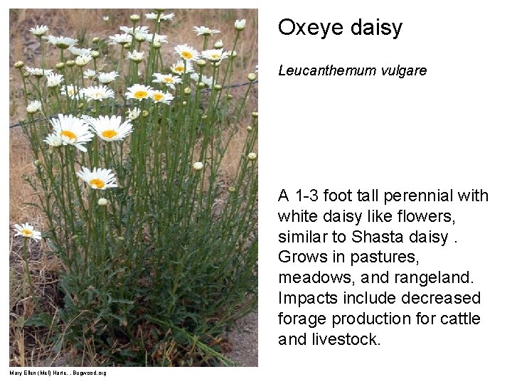 Oxeye daisy Leucanthemum vulgare A 1 -3 foot tall perennial with white daisy like