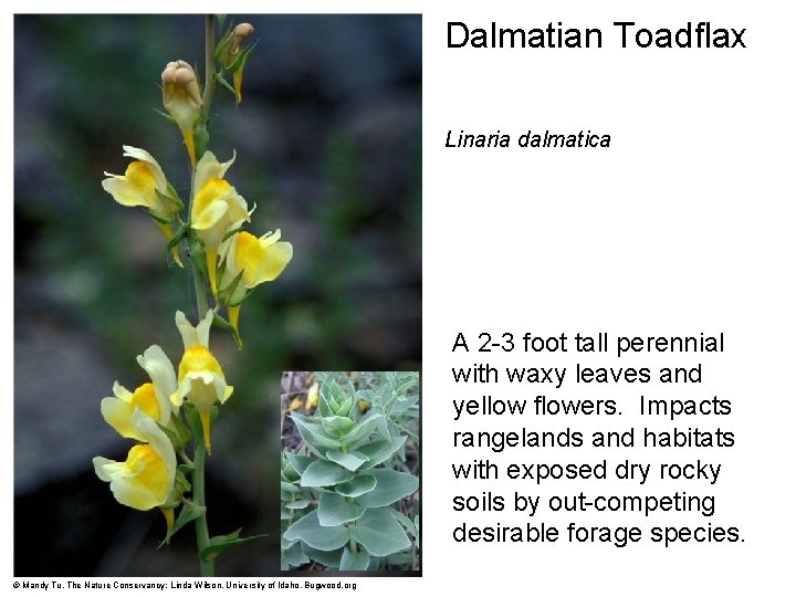 Dalmatian Toadflax Linaria dalmatica A 2 -3 foot tall perennial with waxy leaves and