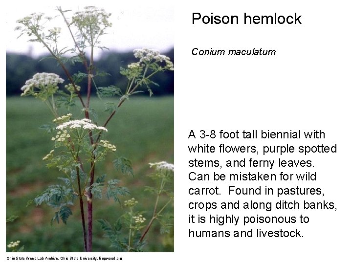 Poison hemlock Conium maculatum A 3 -8 foot tall biennial with white flowers, purple