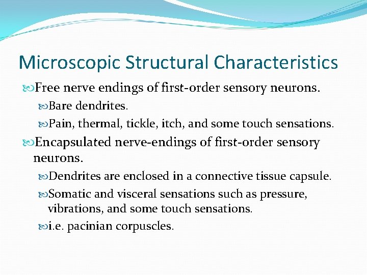 Microscopic Structural Characteristics Free nerve endings of first-order sensory neurons. Bare dendrites. Pain, thermal,