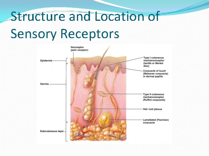Structure and Location of Sensory Receptors 