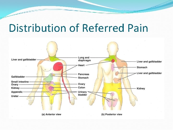 Distribution of Referred Pain 