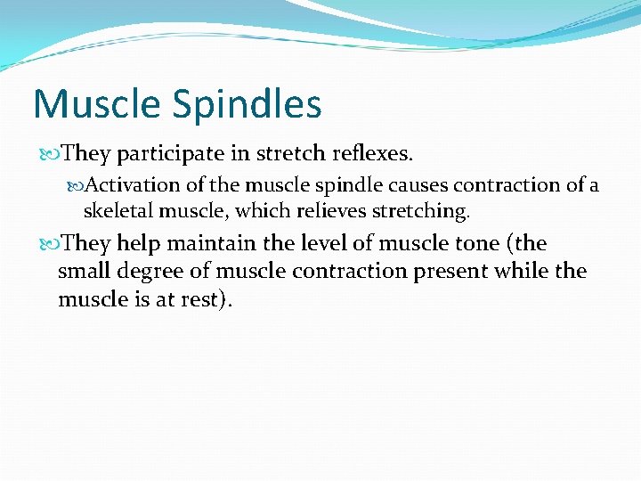 Muscle Spindles They participate in stretch reflexes. Activation of the muscle spindle causes contraction