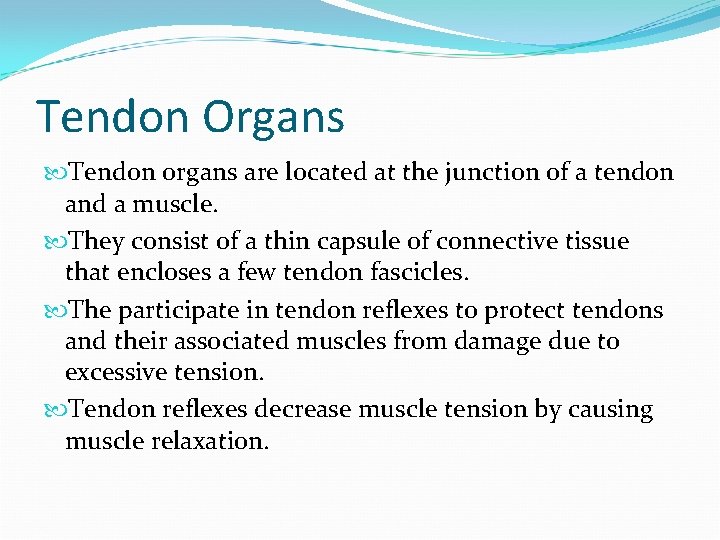 Tendon Organs Tendon organs are located at the junction of a tendon and a