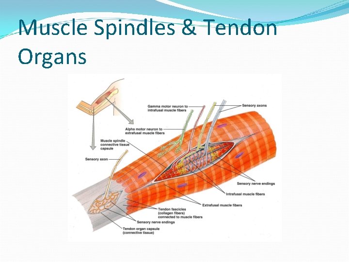 Muscle Spindles & Tendon Organs 