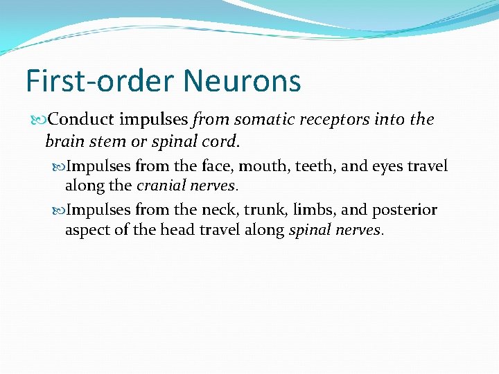 First-order Neurons Conduct impulses from somatic receptors into the brain stem or spinal cord.