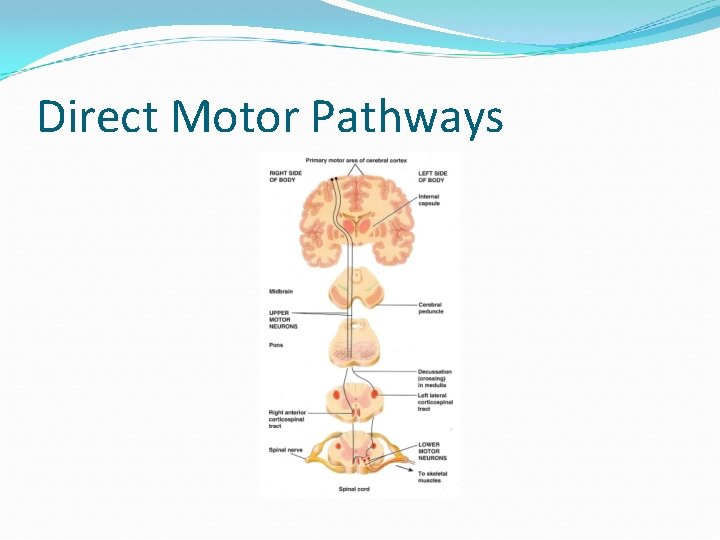 Direct Motor Pathways 