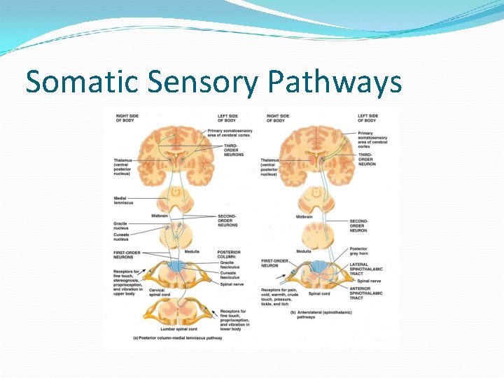 Somatic Sensory Pathways 