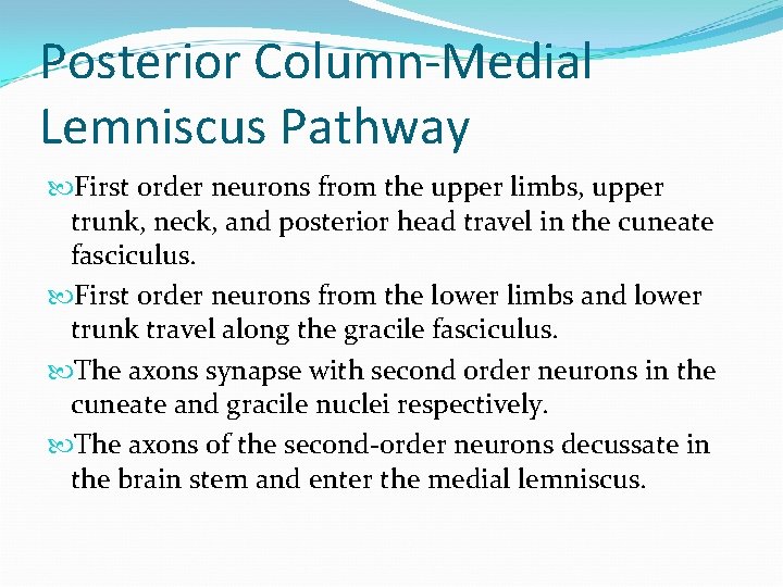 Posterior Column-Medial Lemniscus Pathway First order neurons from the upper limbs, upper trunk, neck,