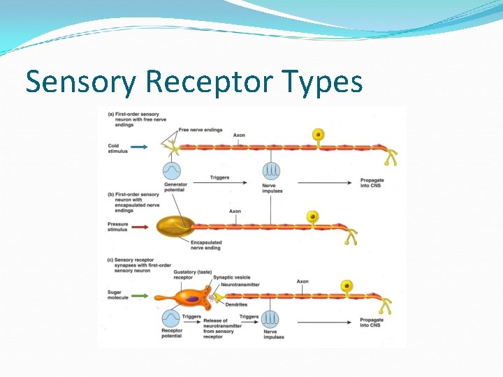 Sensory Receptor Types 