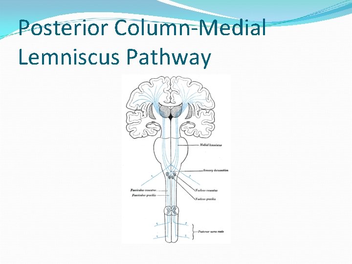 Posterior Column-Medial Lemniscus Pathway 