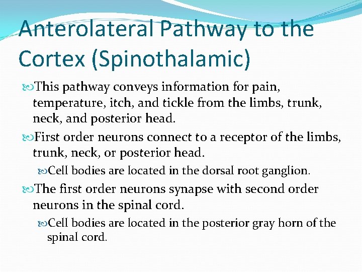 Anterolateral Pathway to the Cortex (Spinothalamic) This pathway conveys information for pain, temperature, itch,