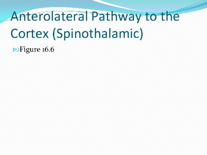 Anterolateral Pathway to the Cortex (Spinothalamic) Figure 16. 6 