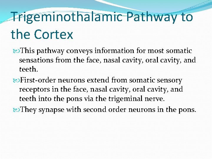 Trigeminothalamic Pathway to the Cortex This pathway conveys information for most somatic sensations from