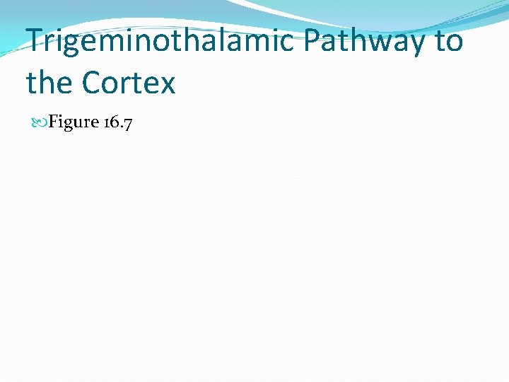 Trigeminothalamic Pathway to the Cortex Figure 16. 7 