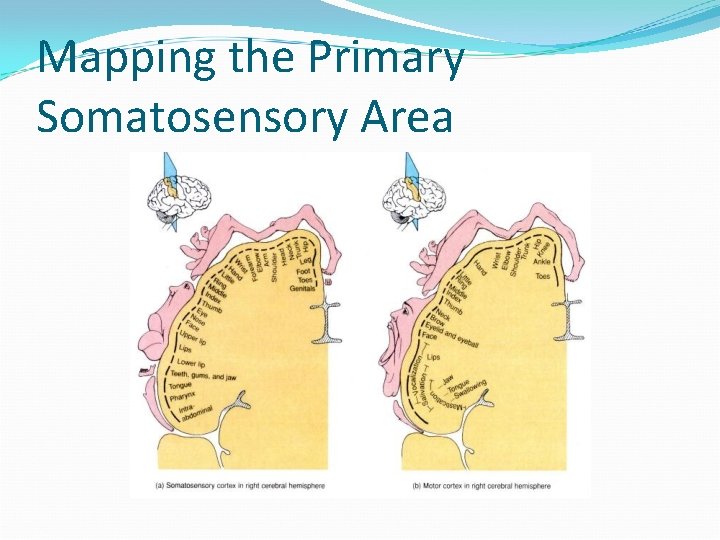 Mapping the Primary Somatosensory Area 