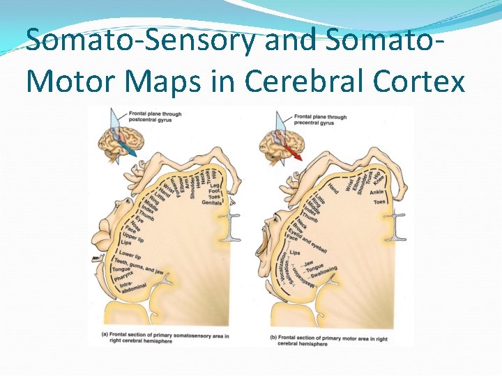 Somato-Sensory and Somato. Motor Maps in Cerebral Cortex 