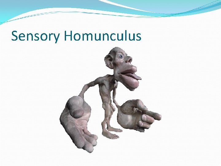 Sensory Homunculus 